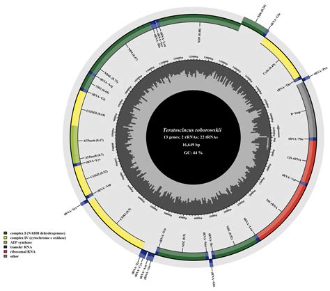 Comparative Mitogenomics of Wonder Geckos (Sphaerodactylidae ...