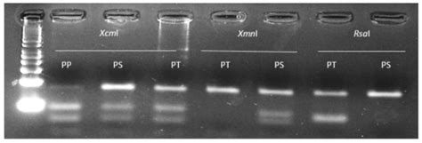 Derived Polymorphic Amplified Cleaved Sequence (dPACS): A Novel PCR ...