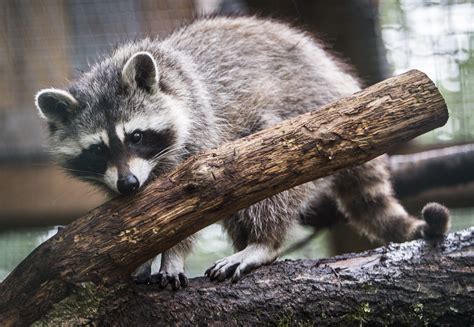 Racoon - 9 Riveting Facts About Raccoons