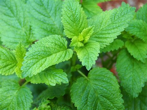 Herb of the Month: Lemon Balm – MindFuel