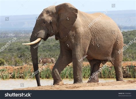 Image result for Dog Using Mouse Computer