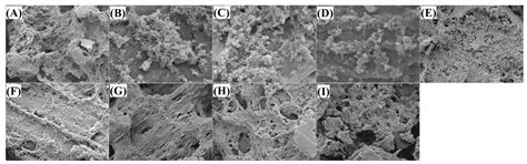 Millet Bran Dietary Fibers Modified by Heating and Enzymolysis Combined ...