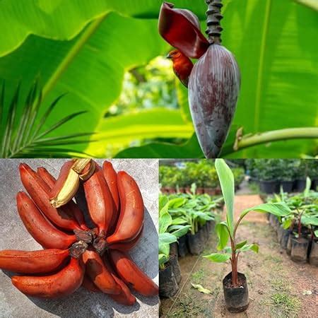 Dwarf red banana tree live plant musa,Tree live plant for musa dwarf ...