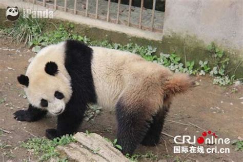 熊猫频道全球首播大熊猫自然交配实况(图)_新浪新闻