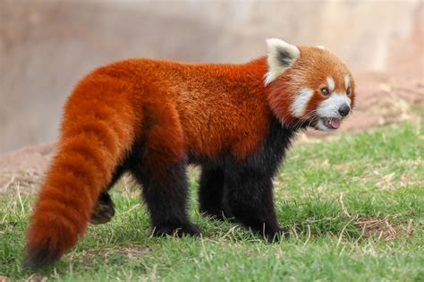 Red Pandas With Down Syndrome Fluff With A Function | Wild View