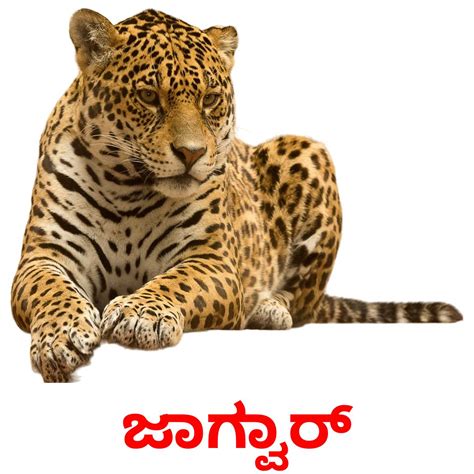 22 Printable Jungle animals Flashcards in Kannada (Free PDF)