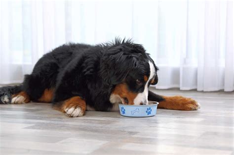 How Much to Feed a Bernese Mountain Dog (Feeding Chart)