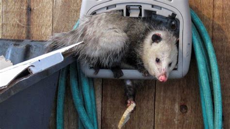 Learn about opossums | Mass.gov