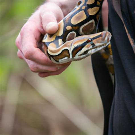 Image result for African Python Habitat