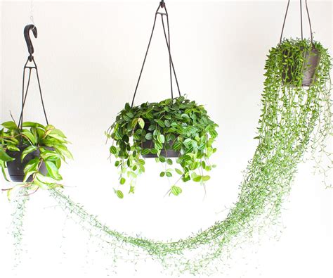 How To Hang Plants From Ceiling - Plant Ideas