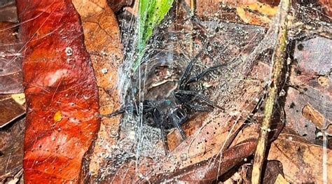 GLAMPING AMAZONAS (Leticia) - Campground Reviews, Photos, Rate ...