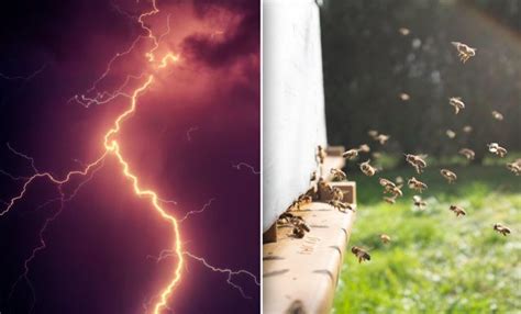 Honeybees