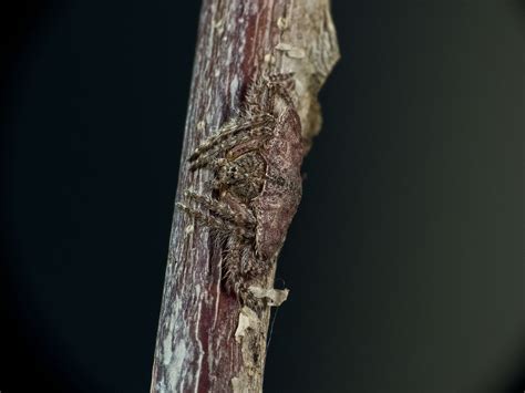 Real Monstrosities: Wrap-around Spider