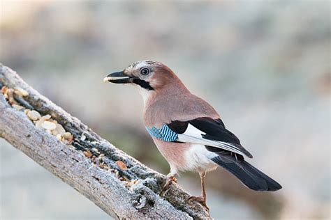 Image result for Java Jaybird Connection