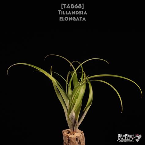 【送料無料】elongata〔エアプランツ〕現品発送T4868 | plane plants