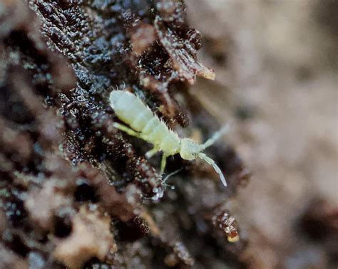 Image result for Green Springtail