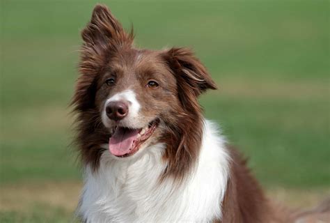 Border Collie Colors - The Real Ones As Per AKC | PawLeaks