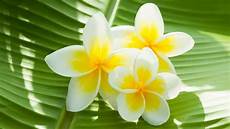 fiore frangipane balinese the technique and benefits of a relaxing fiore frangipane balinese the technique and benefits of a relaxing