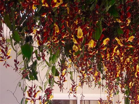 Thunbergia mysorensis - Creepers & Climbers– Exotic Flora