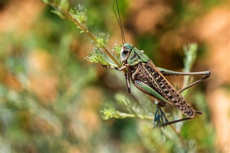 Why Do Crickets Make Noise at Night? - Bug Domain