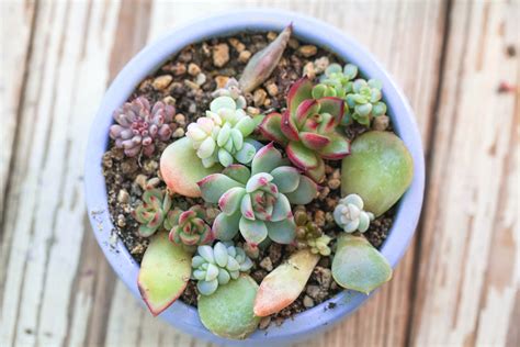 How To Plant Succulent Cuttings | Kellogg Garden Organics™