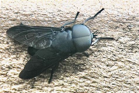 Black Horse Fly Outer Banks, Black Horse Fly (Tabanus Atratus)