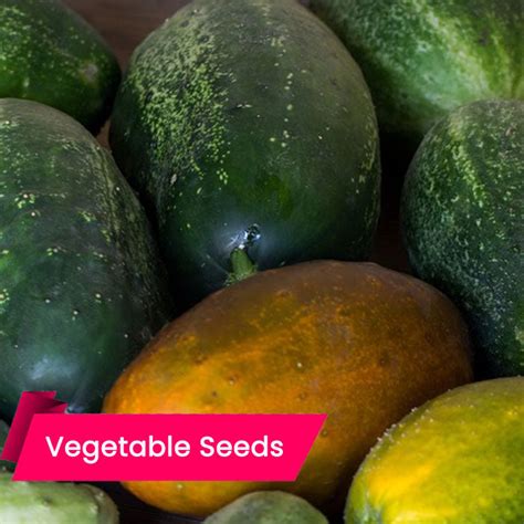 Sambar Cucumber Seeds (സാംബാർ വെള്ളരി) – Mahaagrin