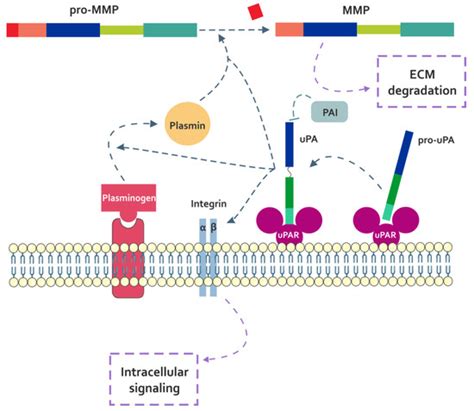 Cells | Special Issue : Fibronectin in Health and Diseases