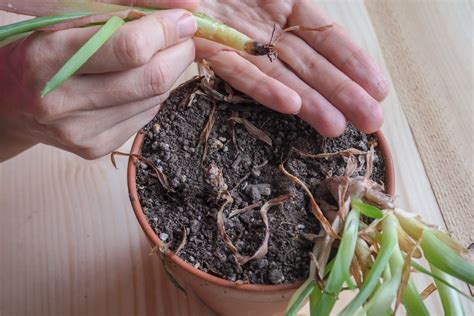 Image result for Plant Root Rot