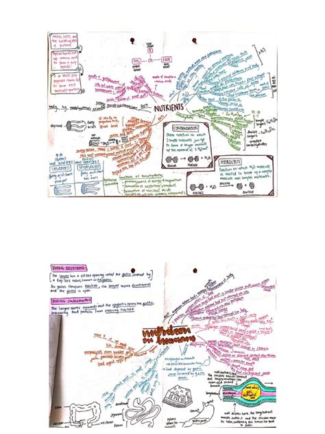 Biology Mind Map 的图像结果