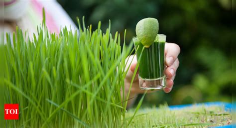 Wheatgrass benefits: Here's why it is a green powerhouse of nutrients ...
