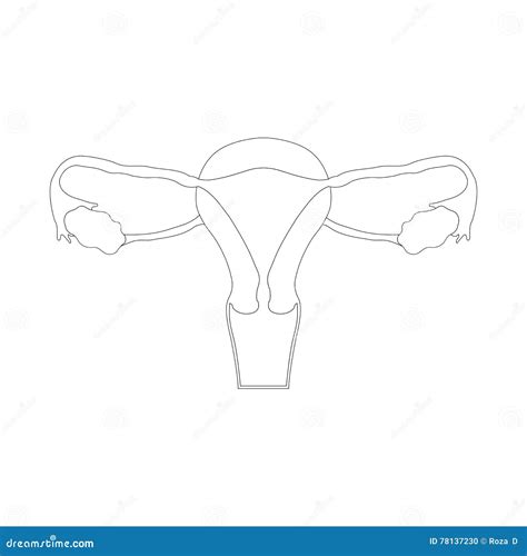 Image result for Female Reproductive System Simple Drawing