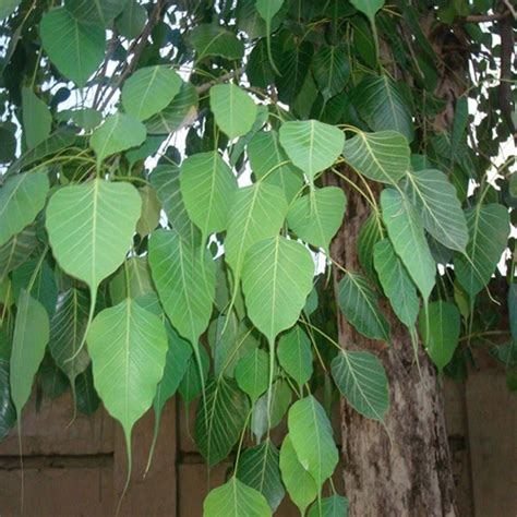Peepal Tree