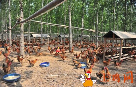泰国现代化动物福利养鸡场，肉鸡人性化屠宰无压力_凤凰网视频_凤凰网