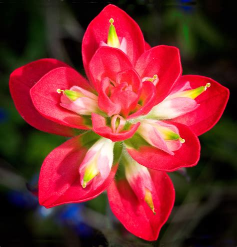 Indian Paintbrush Flower