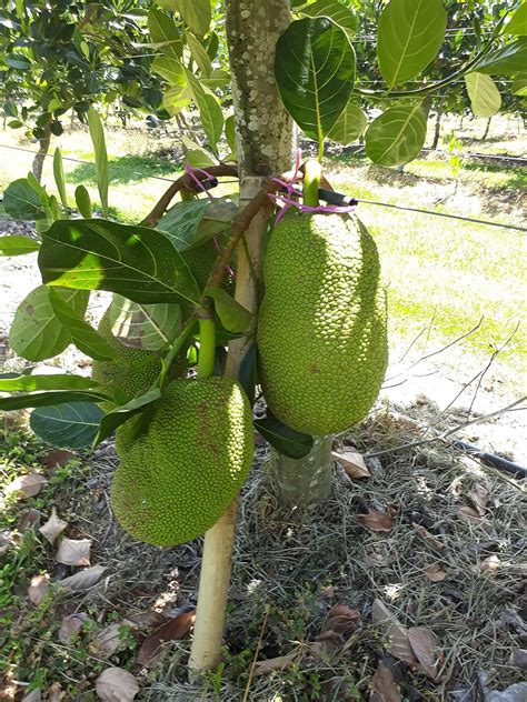 ROYAL LAND Rare Dwarf Variety Hybrid Jackfruit Plants Artocarpus ...