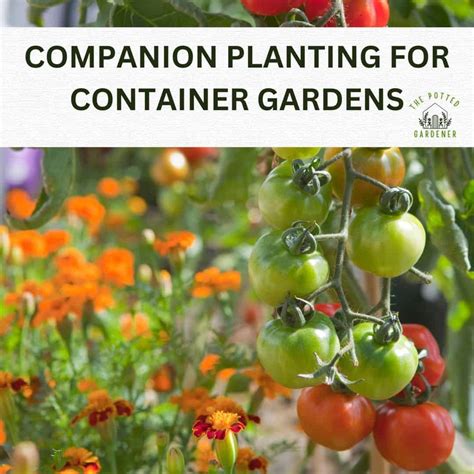 Can You Reuse Container Soil? (When To reuse vs Refresh) - The Potted ...