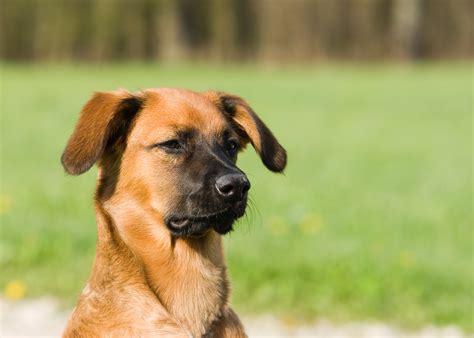 Black Mouth Cur Lifespan