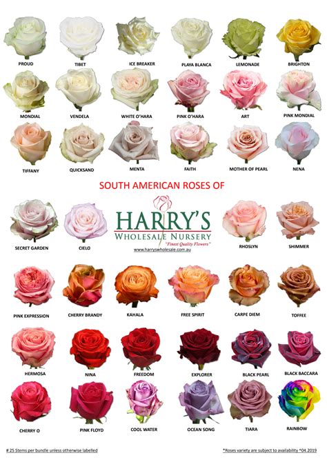 South American Roses Chart - Names and Colors in English