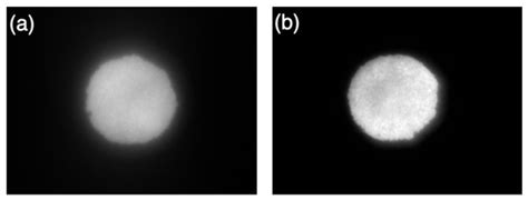 Development of an Innovative Pupillometer Able to Selectively Stimulate ...