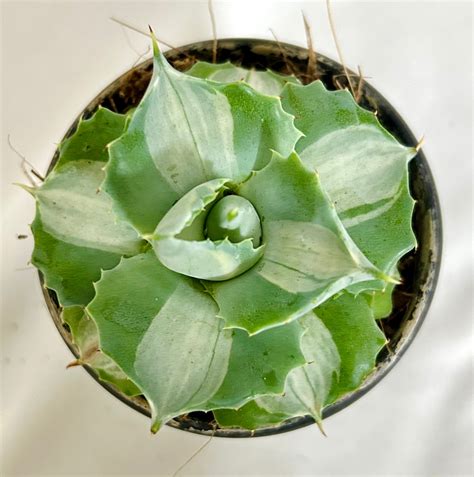 Agave Isthmensis Mediopicta – Dream Green