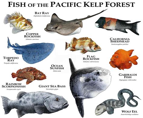 Marine Life of the Pacific Kelp Forest Poster Print | Marine animals, Animals, Kelp forest