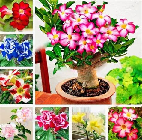 Desert Rose Seeds, Double Petals Mixed Colours, Adenium Arabicum ...