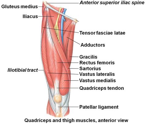 Quad strain causes, symptoms, diagnosis, treatment & recovery time