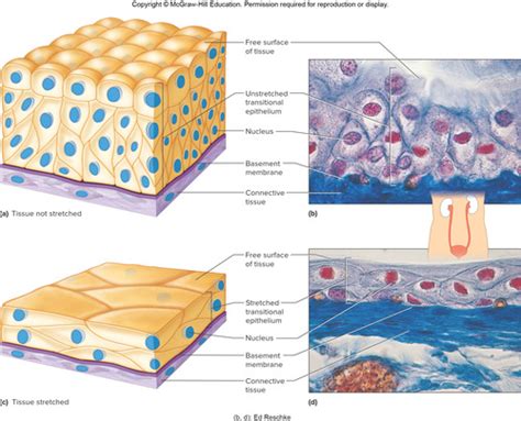 Image result for Transitional Epithelial Cells