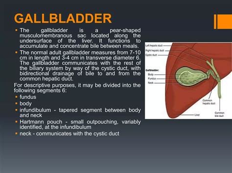 Gallbladder ultrasound (basic) | PPTX