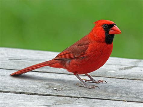 Free photo: Red Cardinal - Animal, Bird, Cardinal - Free Download - Jooinn