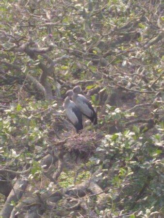 Raiganj Wildlife Sanctuary - 2020 What to Know Before You Go (with ...