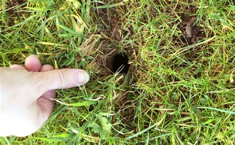 Voles In My Garden _ How to Kill Voles: 3 Effective Methods - BXSJRA
