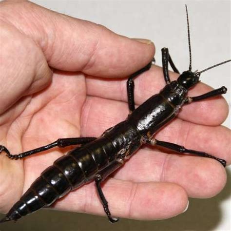 Image result for Extinct Insects